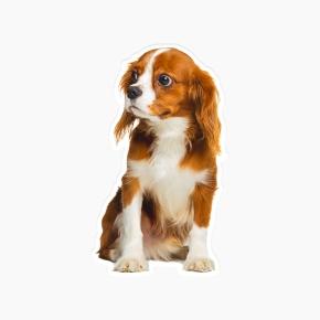 Pet Shaped Pillow