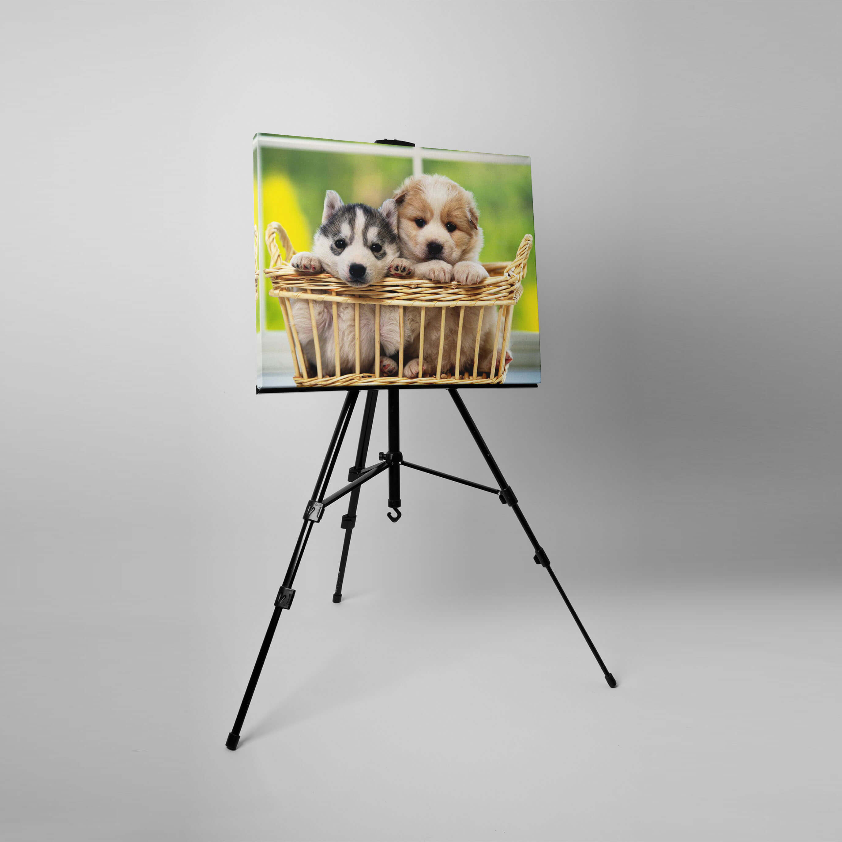 Photographer Dog Art Print / Canvas Print Wall Art C Poster Home Decor 