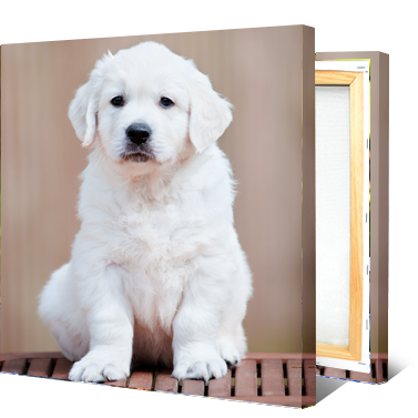 Pet Photo on Canvas Prints - Size 10x10 Pet Photo on Canvas Prints - Size 10x10
