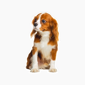 Pet Shaped Pillow